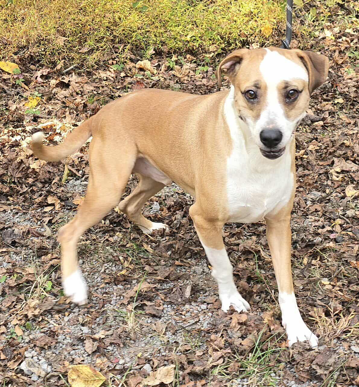 Enlarge Toby, a Adoptable mixed breed in Newport, TN image 5/5