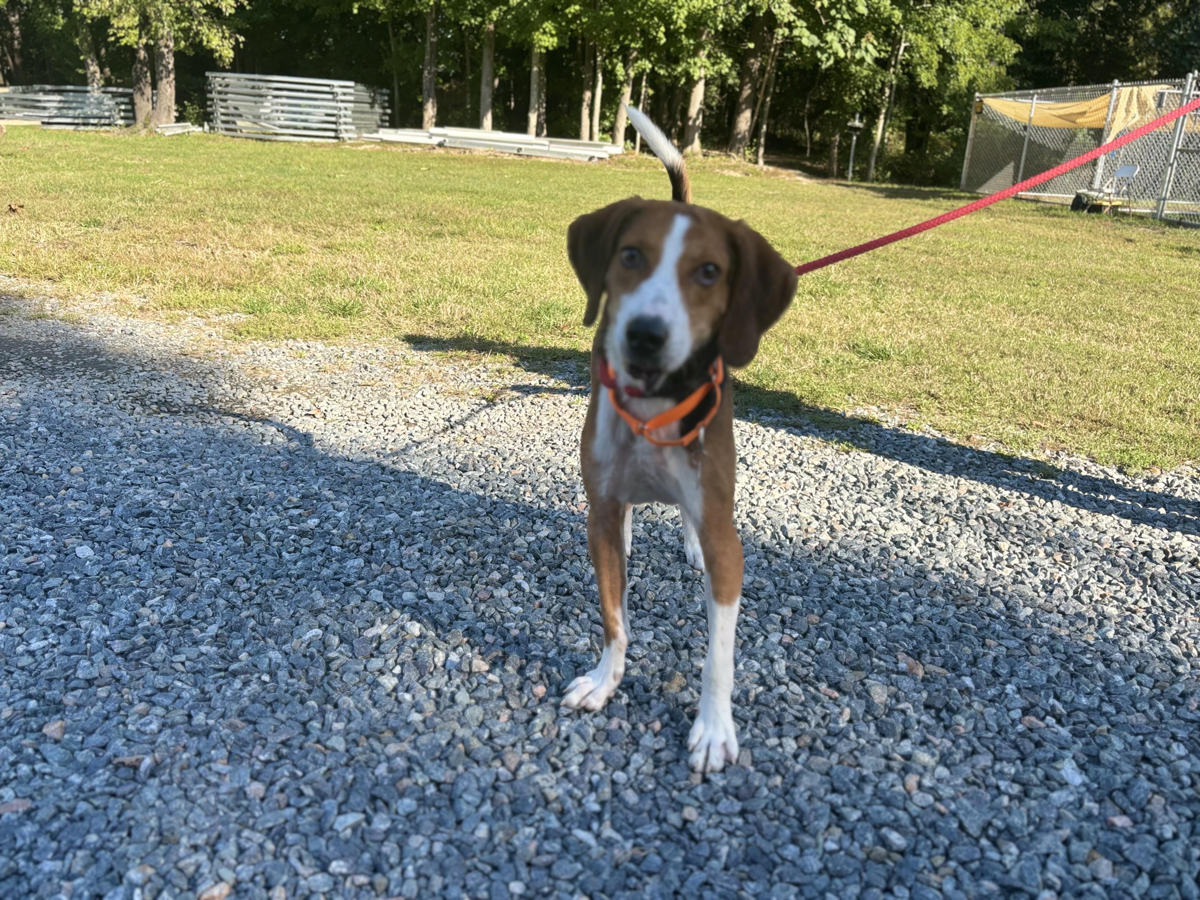 Enlarge Waylon, a Adoptable Hound in Gloucester, VA image 2/2