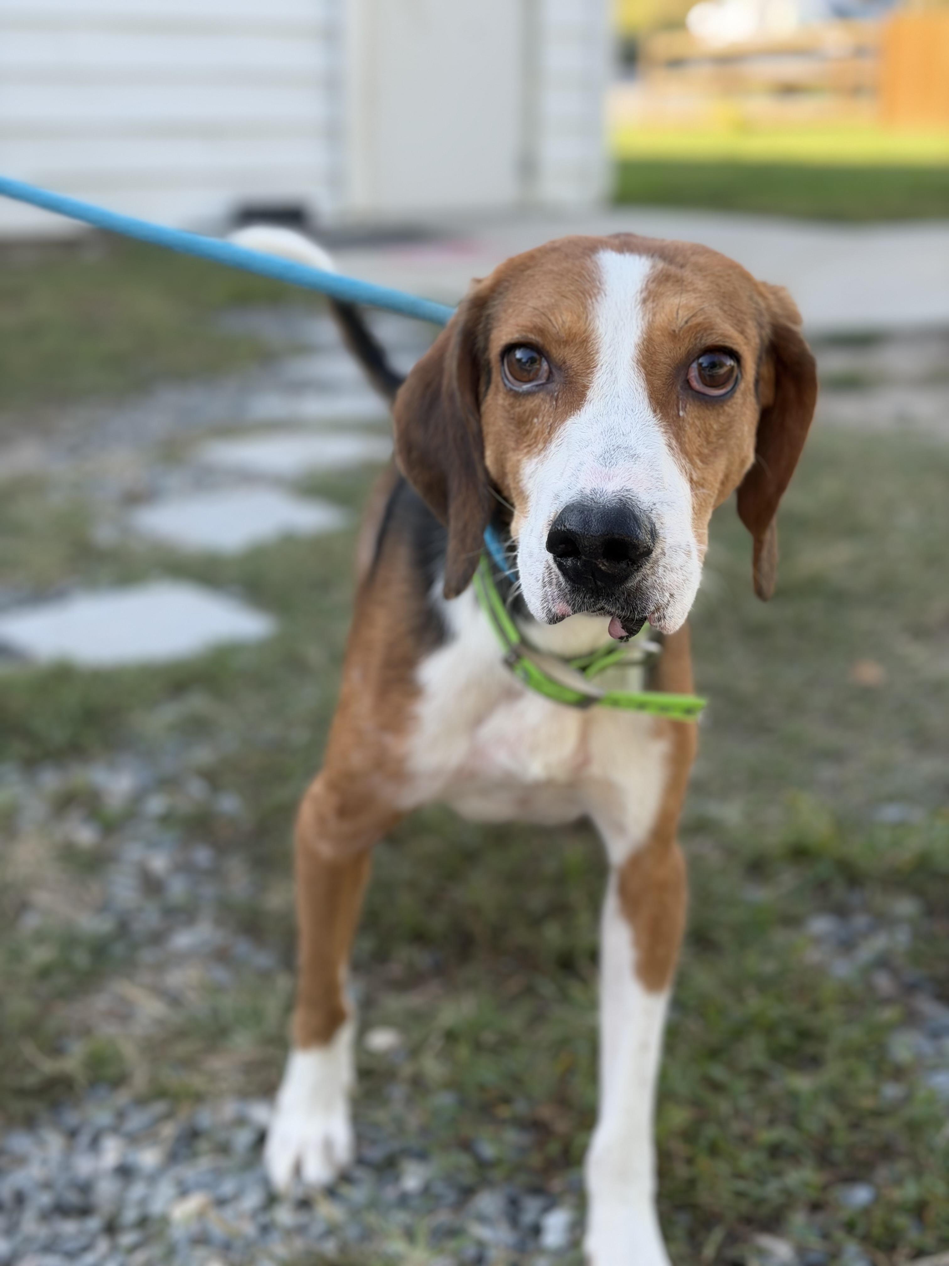 Enlarge Waylon, a Adoptable Hound in Gloucester, VA image 1/2