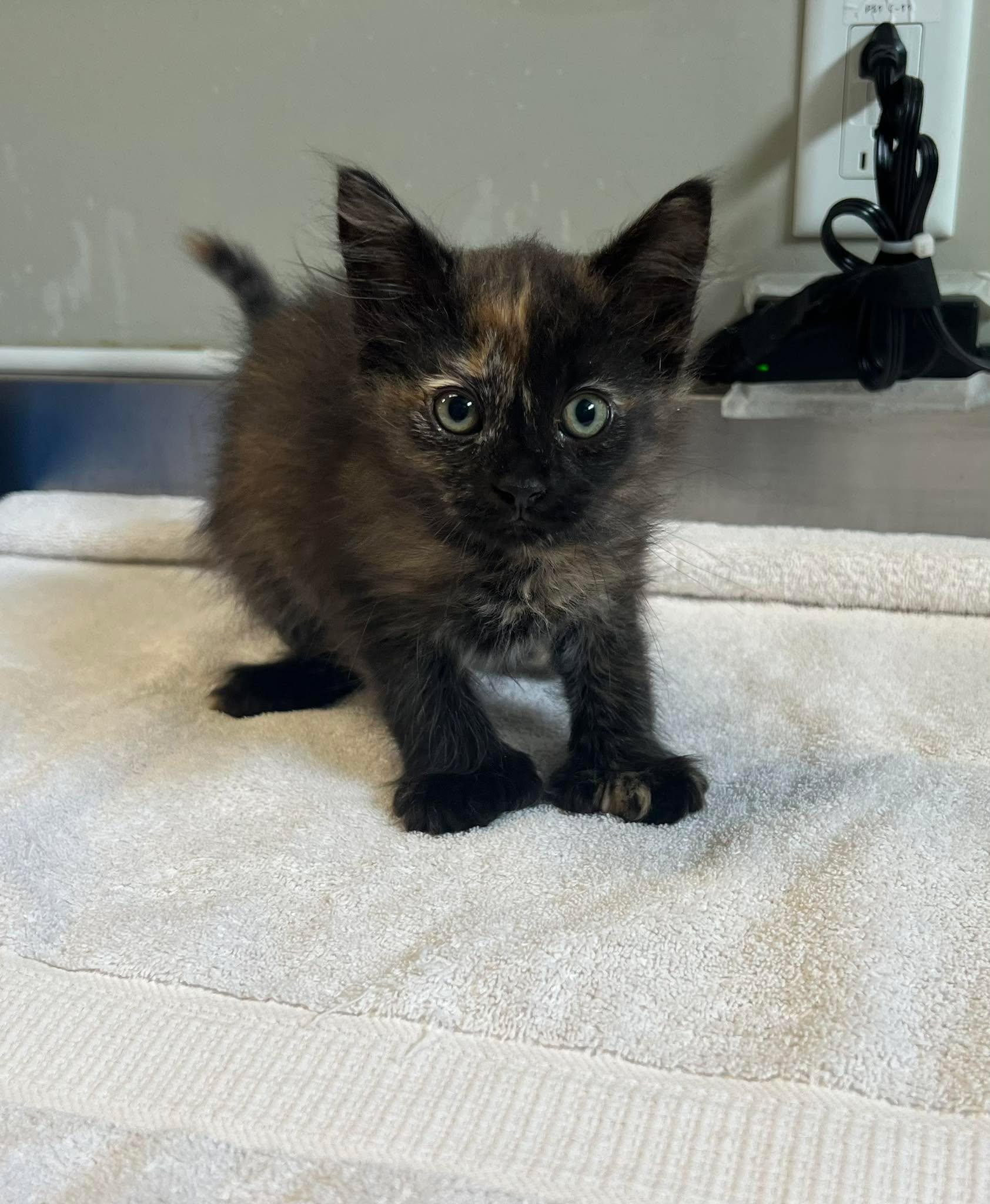 Orchidee, adopted, Young Female Domestic Medium Hair.