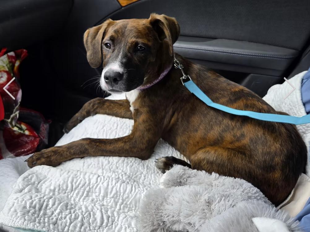 Brindlee, Adoptable, Puppy Female Boxer.