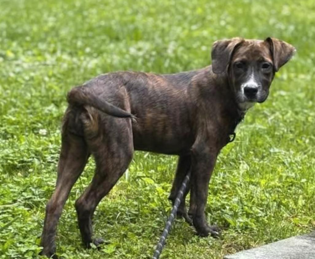 Enlarge Brindlee, a Adoptable mixed breed in Pleasant Valley, NY image 2/2