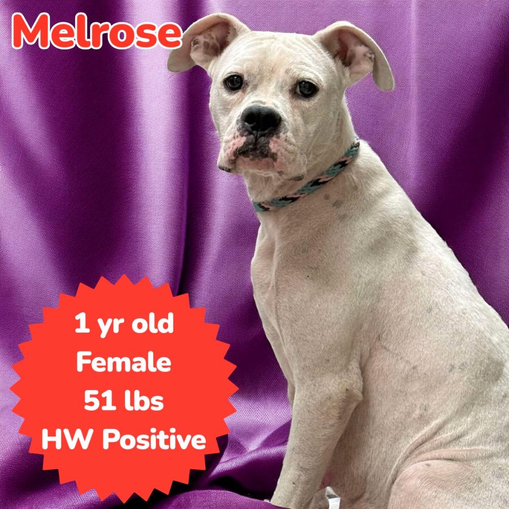 Melrose, Adoptable, Young Female Boxer.