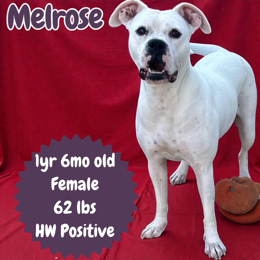 Enlarge Melrose, a Adoptable mixed breed in Sorrento, LA image 2/2