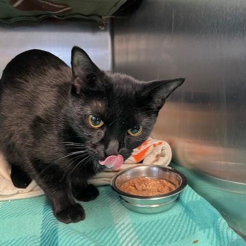 Enlarge Princess, an adopted Domestic Short Hair in Attleboro, MA image 2/3