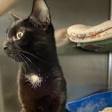 Princess, adopted, Young Female Domestic Short Hair.