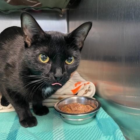 Enlarge Princess, an adopted Domestic Short Hair in Attleboro, MA image 3/3