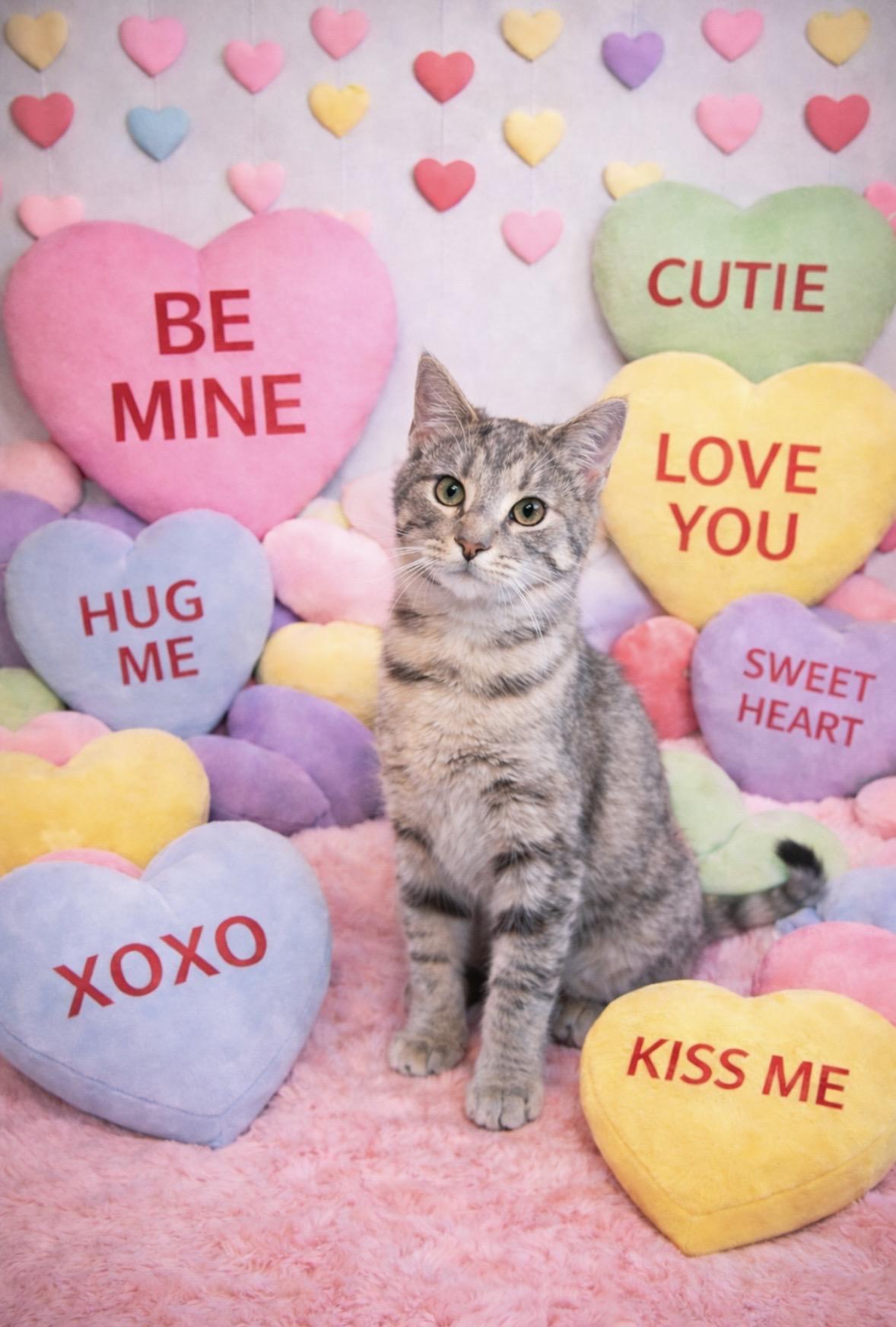 Lane, Adoptable, Young Male Domestic Short Hair.