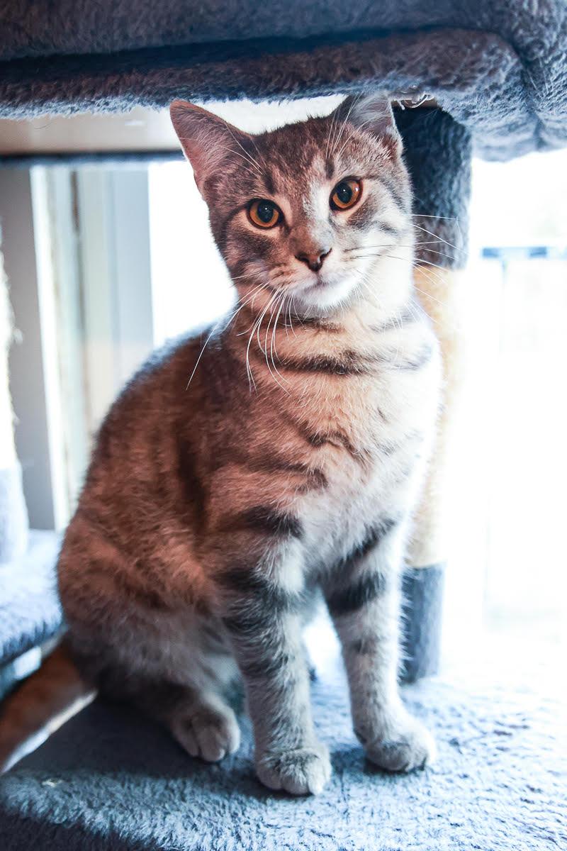 Enlarge Lane, a Adoptable Domestic Short Hair in Loogootee, IN image 1/3