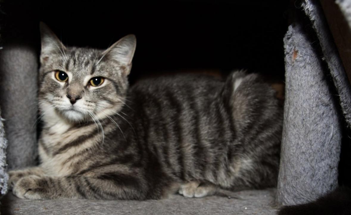 Enlarge Lane, a Adoptable Domestic Short Hair in Loogootee, IN image 3/3