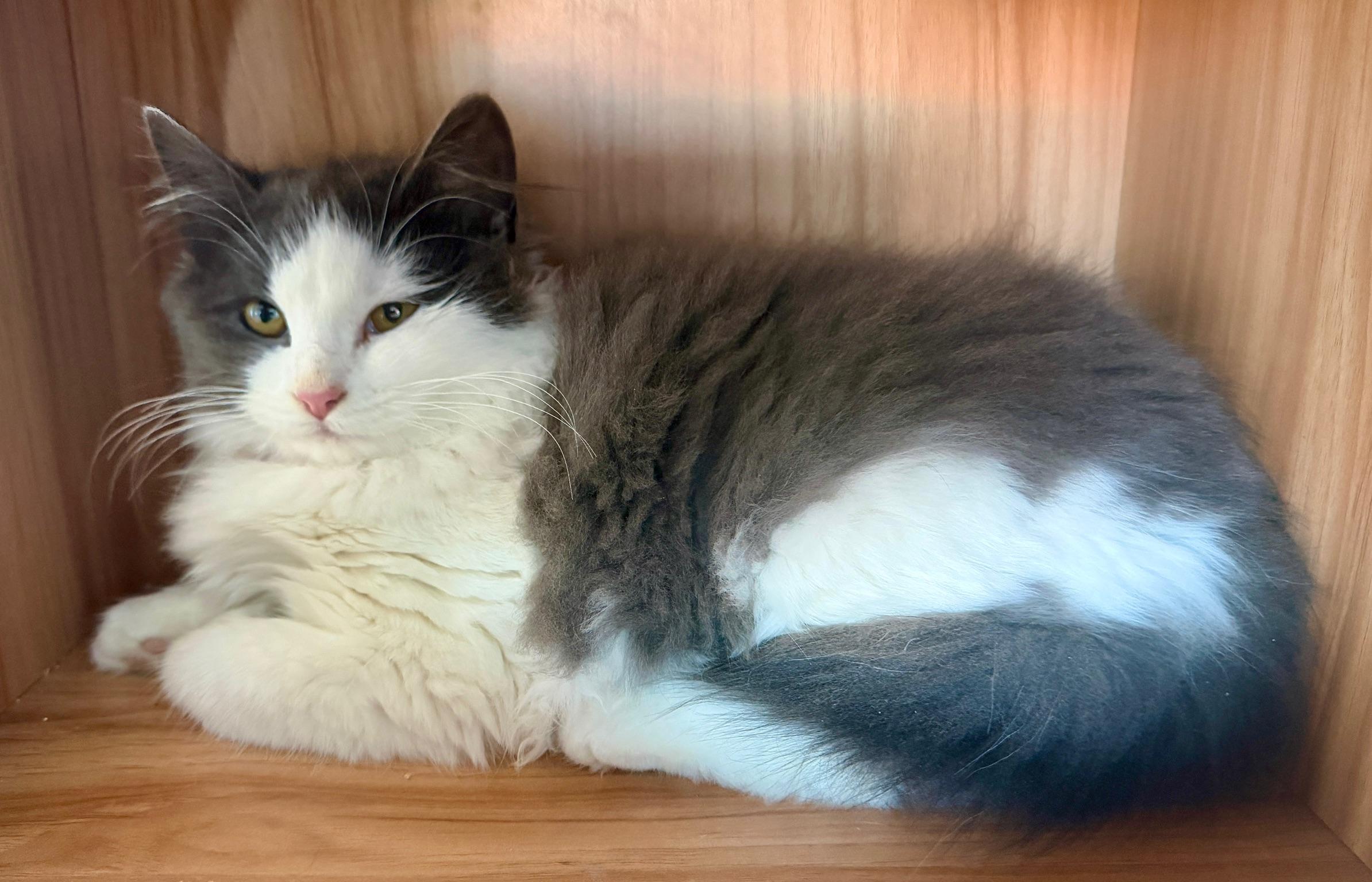 Ivy, ADOPTABLE, Kitten Female Domestic Long Hair.