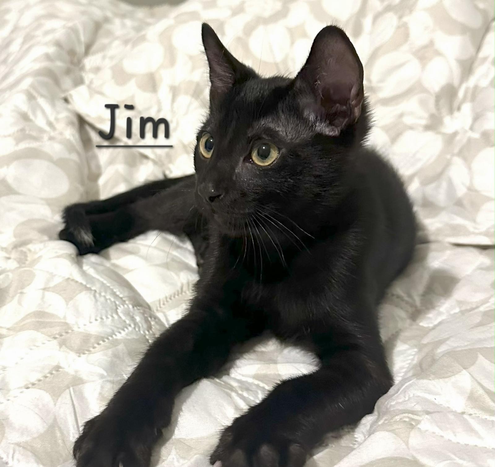Jim #Beam, Adoptable, Young Male Bombay.