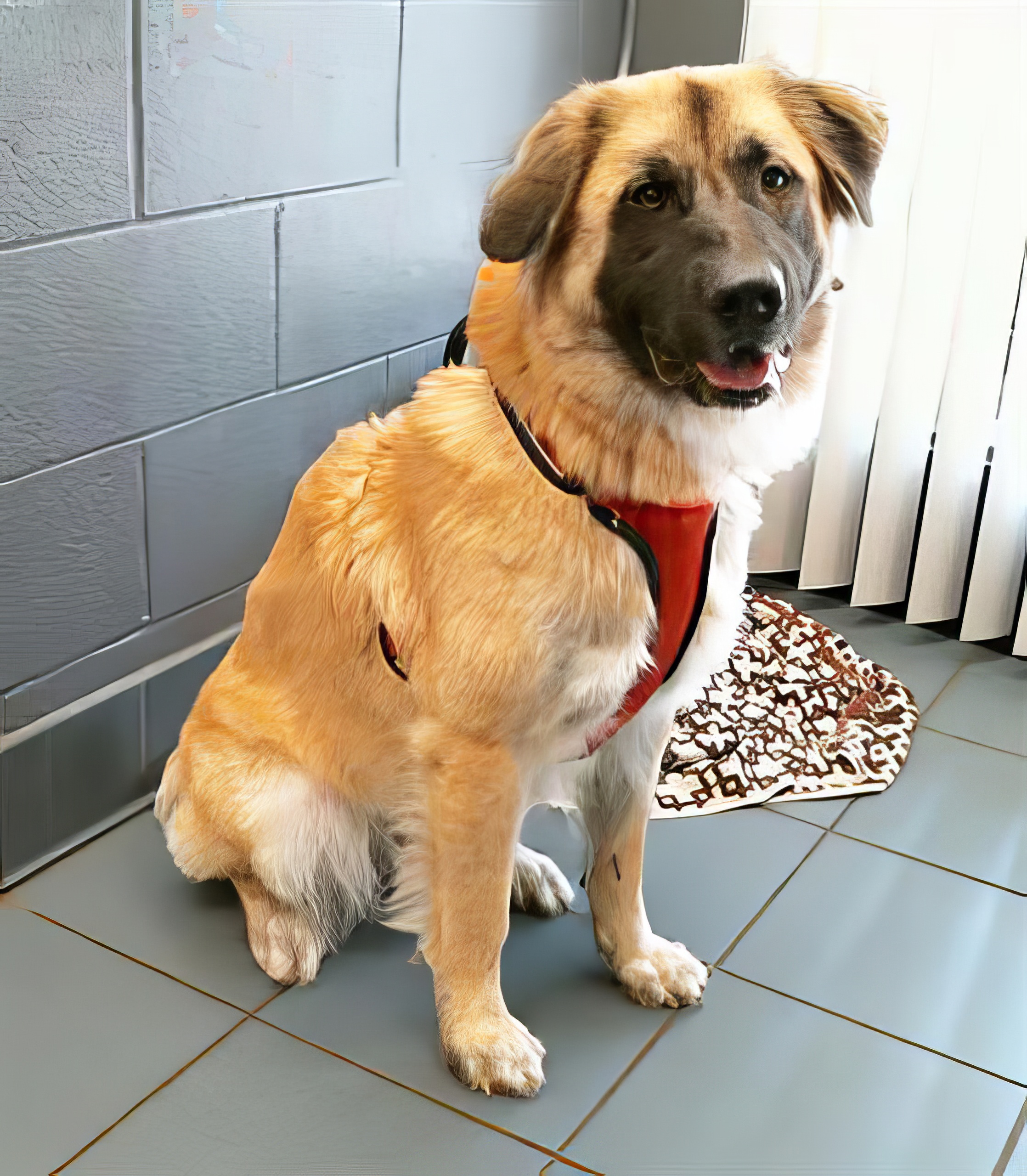 Dog for adoption Lorraine, a Mixed Breed in Nashville, TN Petfinder