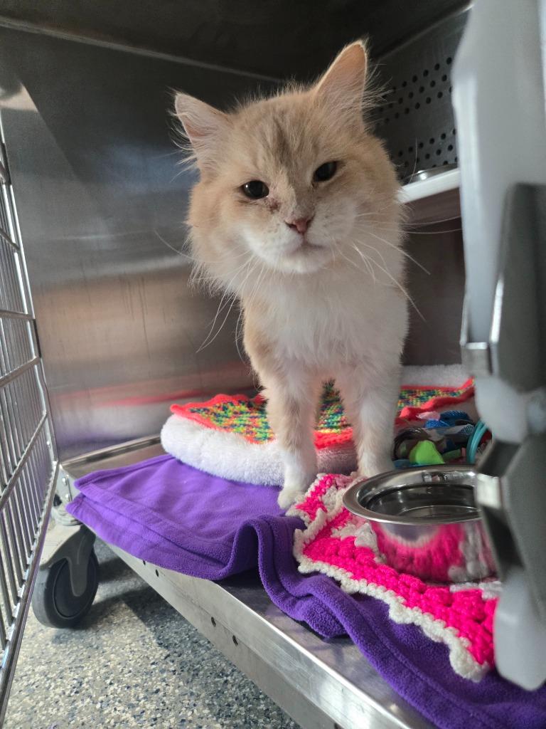 Carrot Cake, Adoptable, Adult Male Domestic Medium Hair.