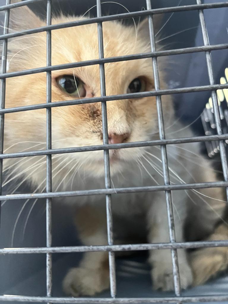 Carrot Cake, a Adoptable mixed breed in Dearborn, MI image 2/2