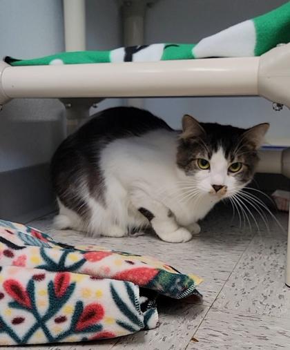 Eros, Adoptable, Adult Male Domestic Medium Hair & Domestic Short Hair.