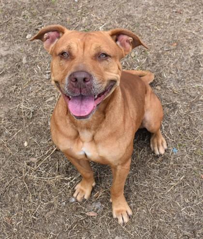 Enlarge Sophie, an adopted mixed breed in Inverness, FL image 2/2