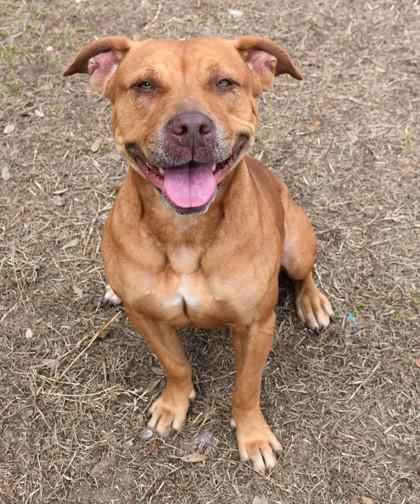 Enlarge Sophie, an adopted mixed breed in Inverness, FL image 1/2