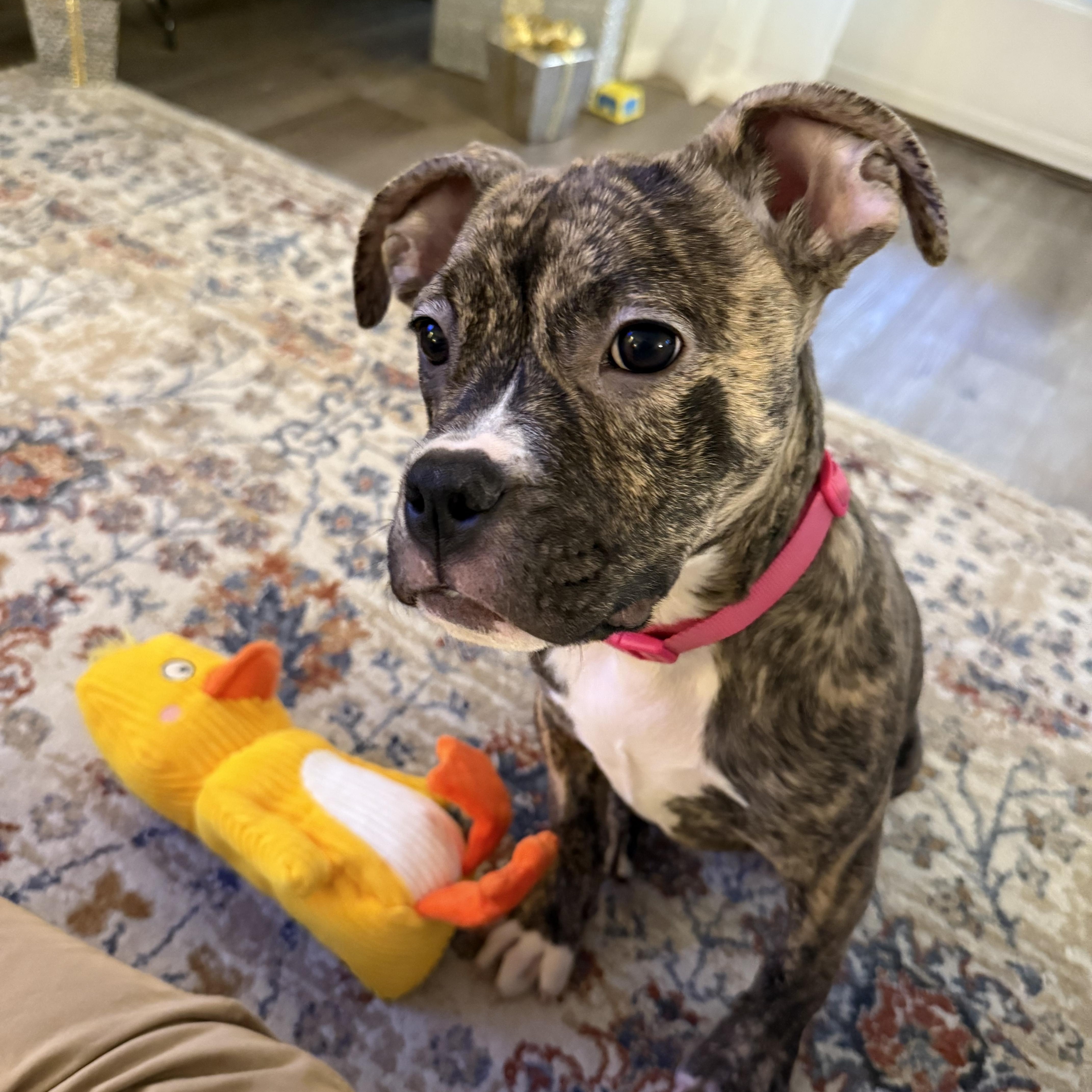 Enlarge Mittens , a ADOPTABLE mixed breed in Henderson, NV image 1/1