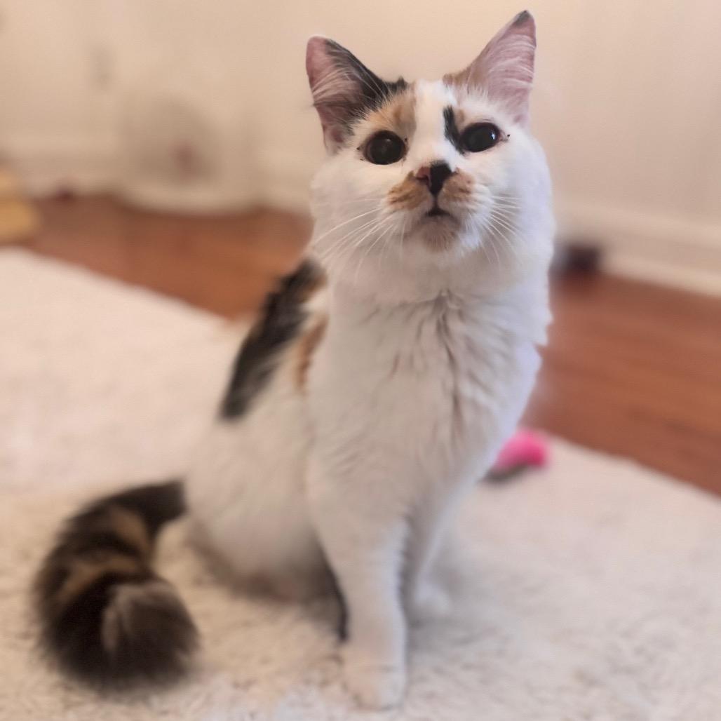 Mother Maiasaura — thumbnail 3