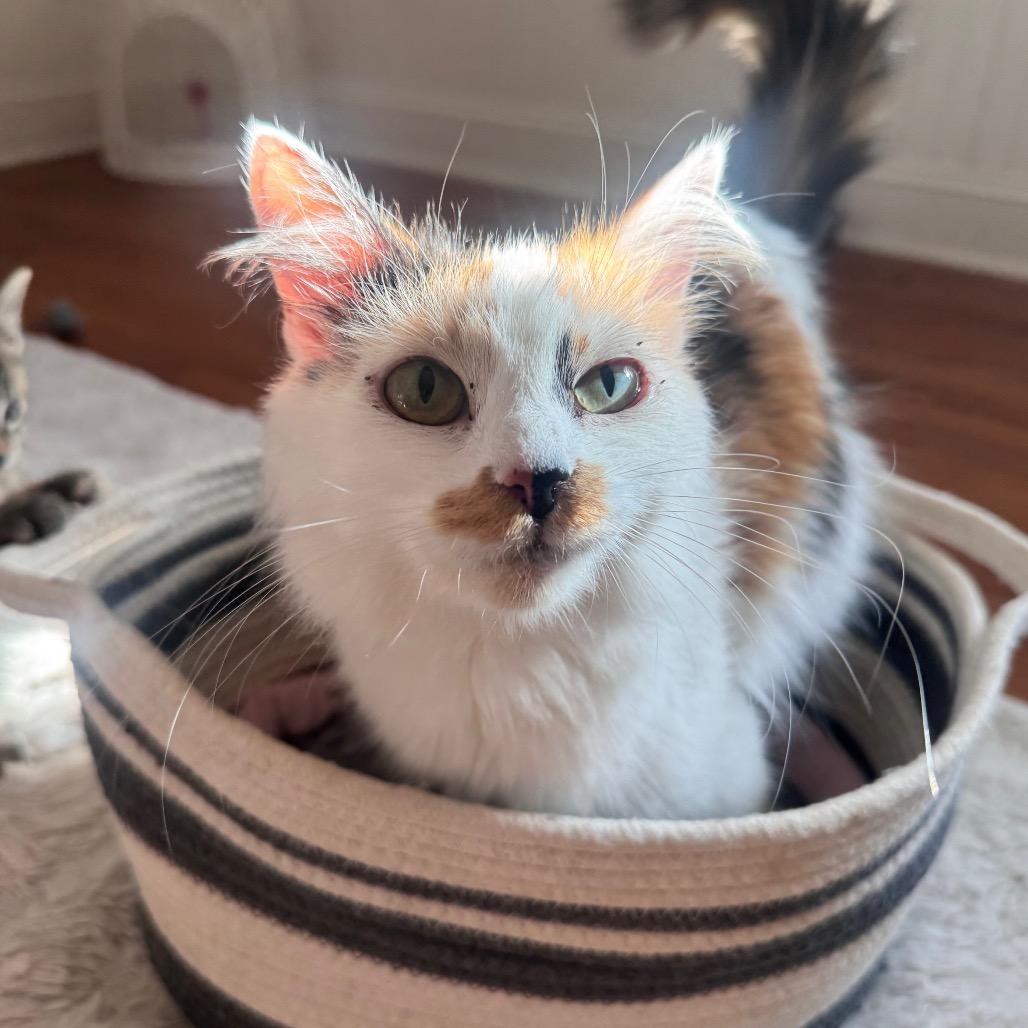 Mother Maiasaura — thumbnail 4