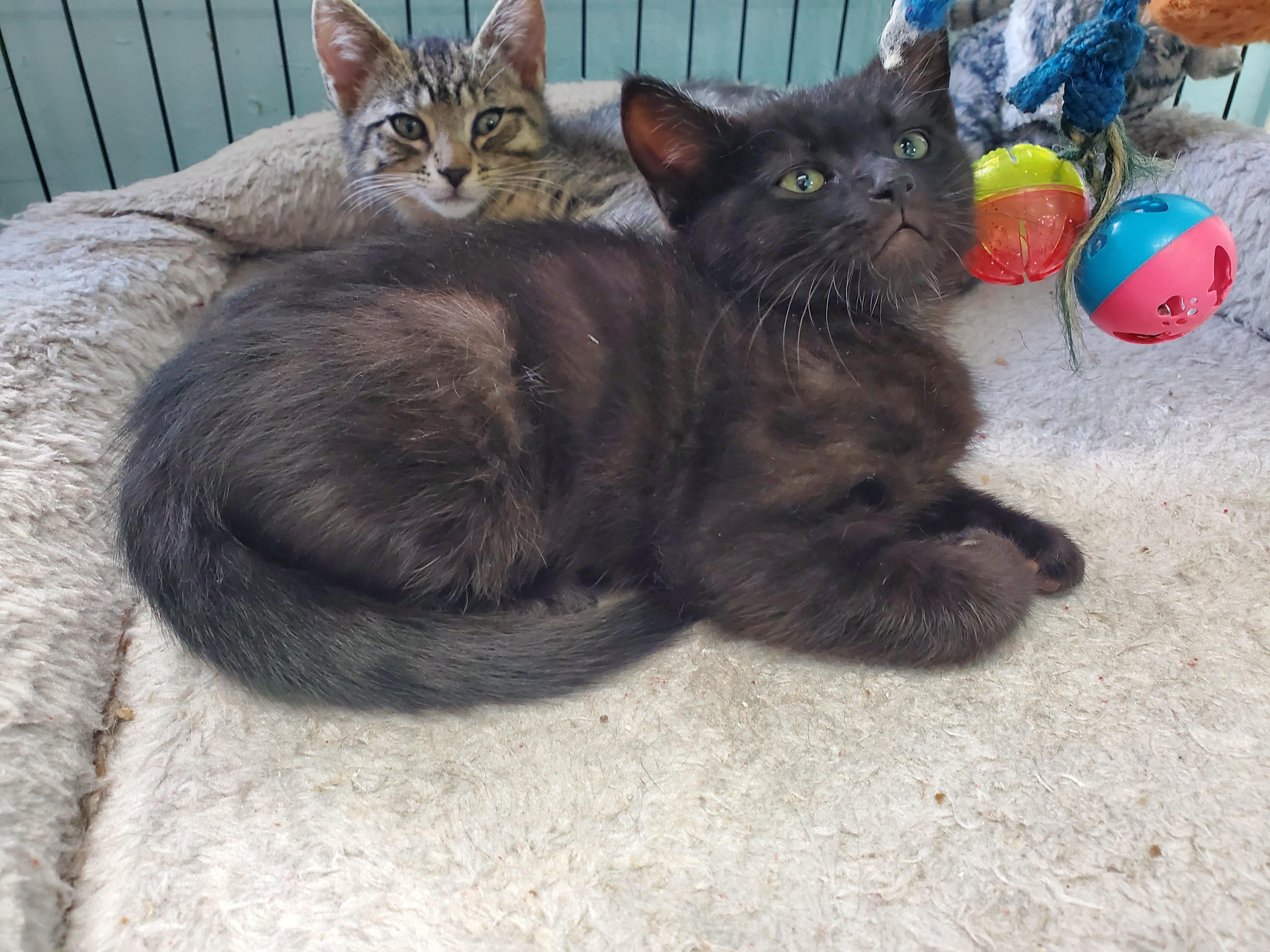 Dusty, a Adoptable mixed breed in Avalon, CA image 4/5