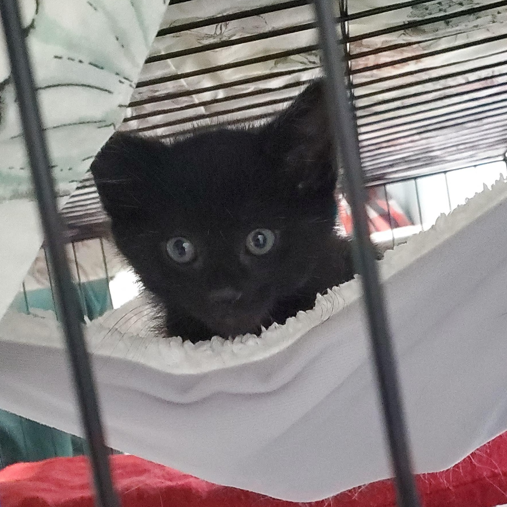 Dusty, a Adoptable mixed breed in Avalon, CA image 5/5