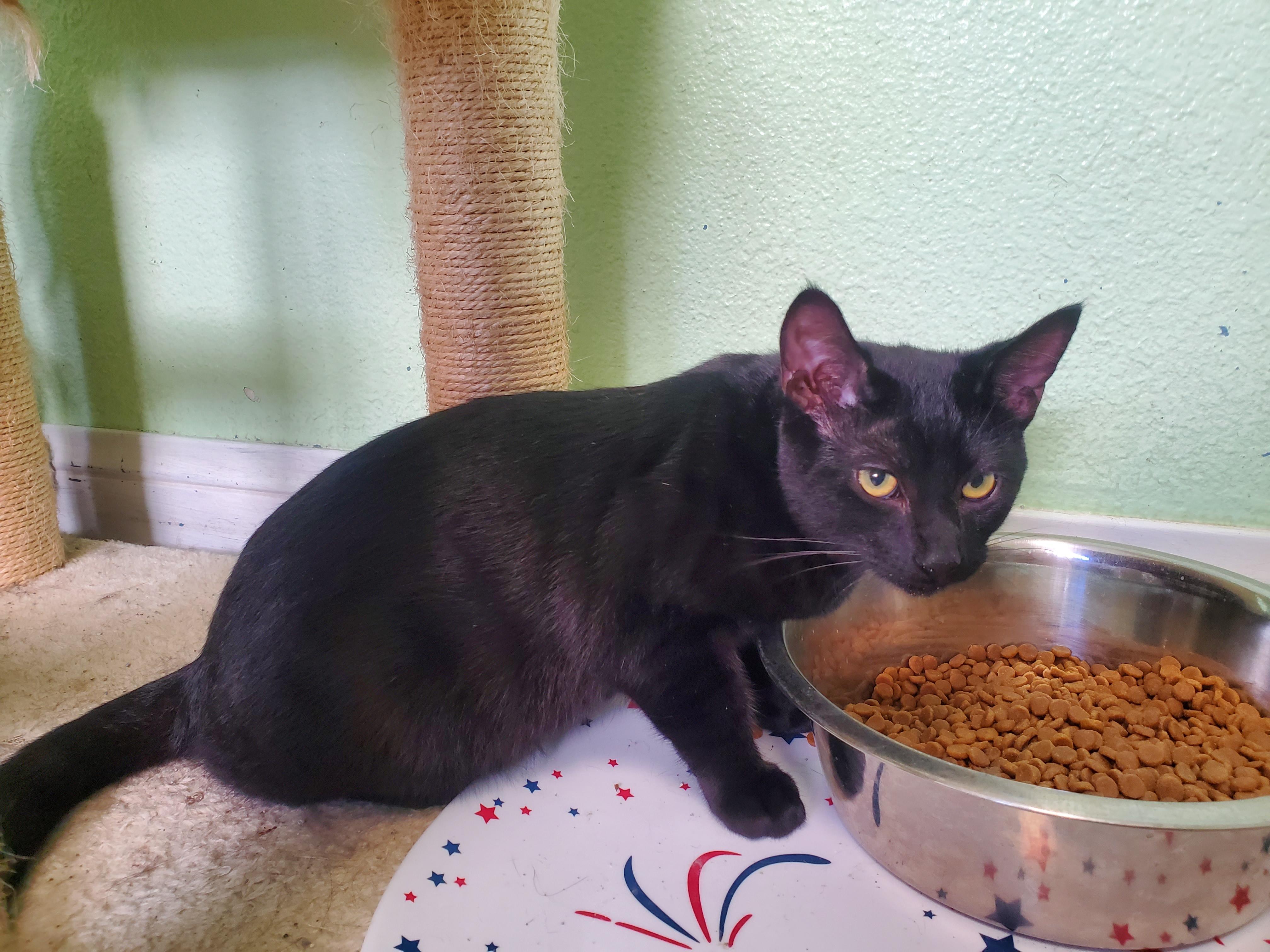 Dusty, a Adoptable mixed breed in Avalon, CA image 2/5