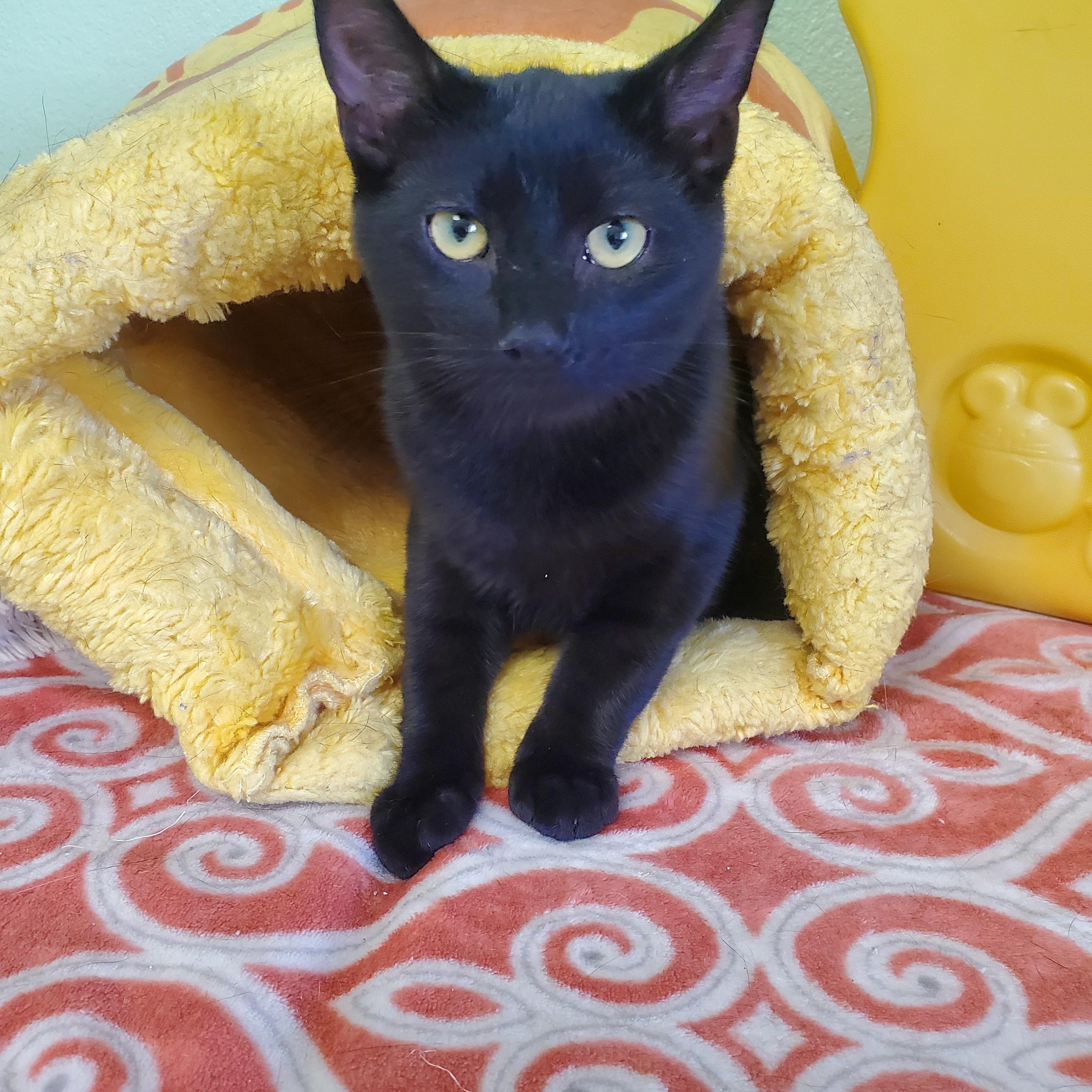 Dusty, Adoptable, Young Male Domestic Short Hair.