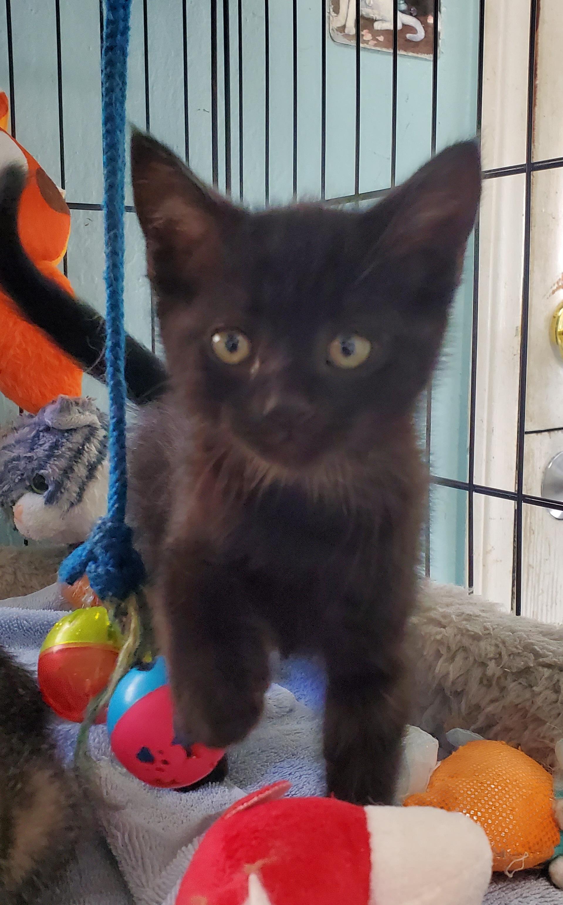 Dusty, a Adoptable mixed breed in Avalon, CA image 3/5