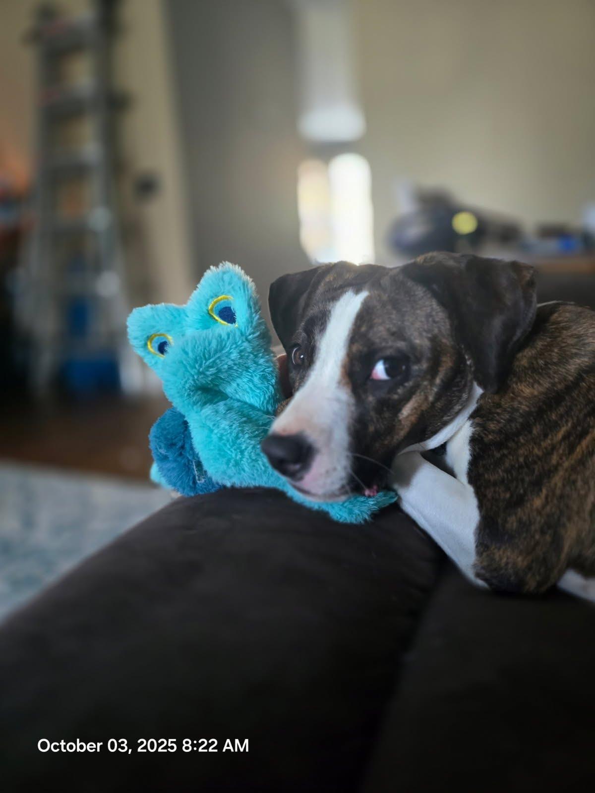 Enlarge Nessarose, a Adoptable mixed breed in Oswego, IL image 3/6