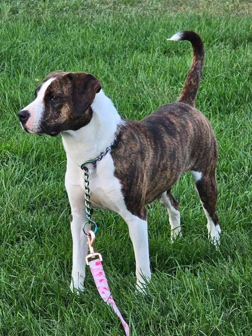 Enlarge Nessarose, a Adoptable mixed breed in Oswego, IL image 2/6