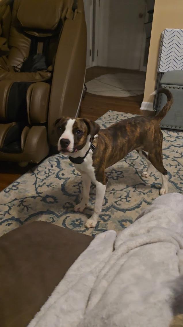 Enlarge Nessarose, a Adoptable mixed breed in Oswego, IL image 5/6