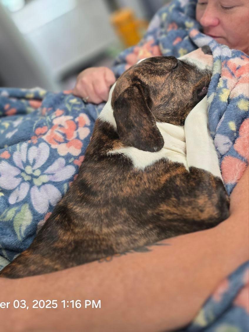 Enlarge Nessarose, a Adoptable mixed breed in Oswego, IL image 4/6