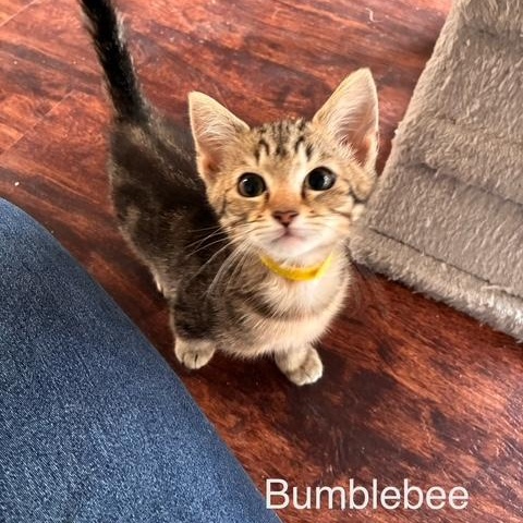 Bumblebee photo 1