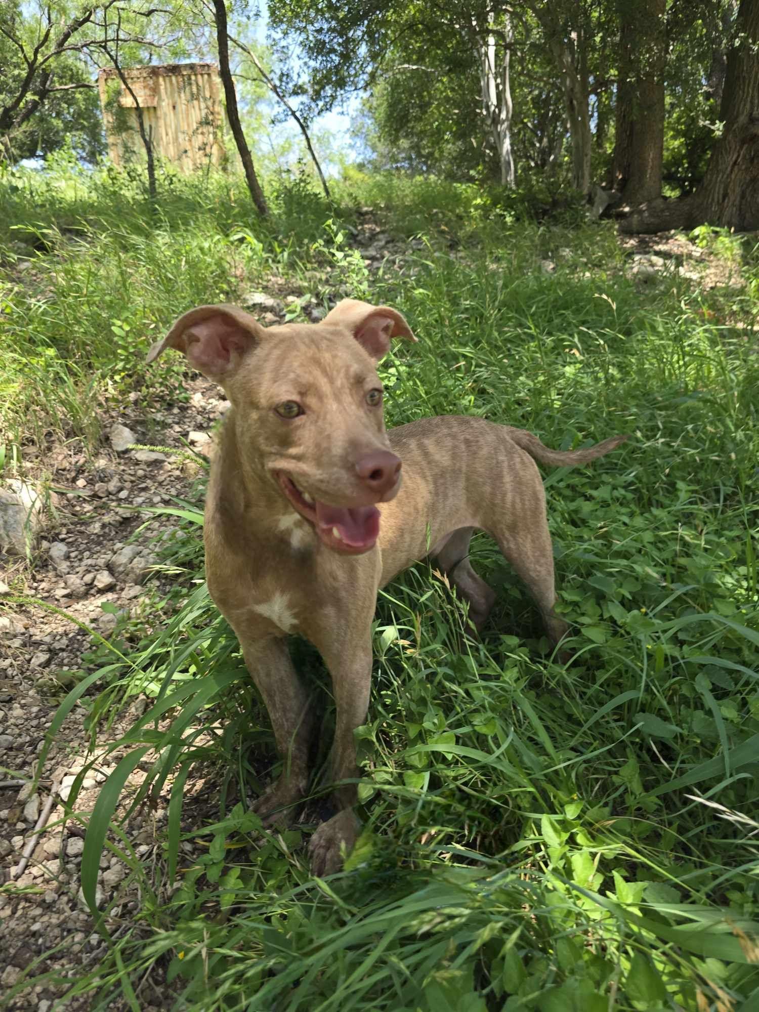 Sawyer-fostered in Texas, transport available — thumbnail 6