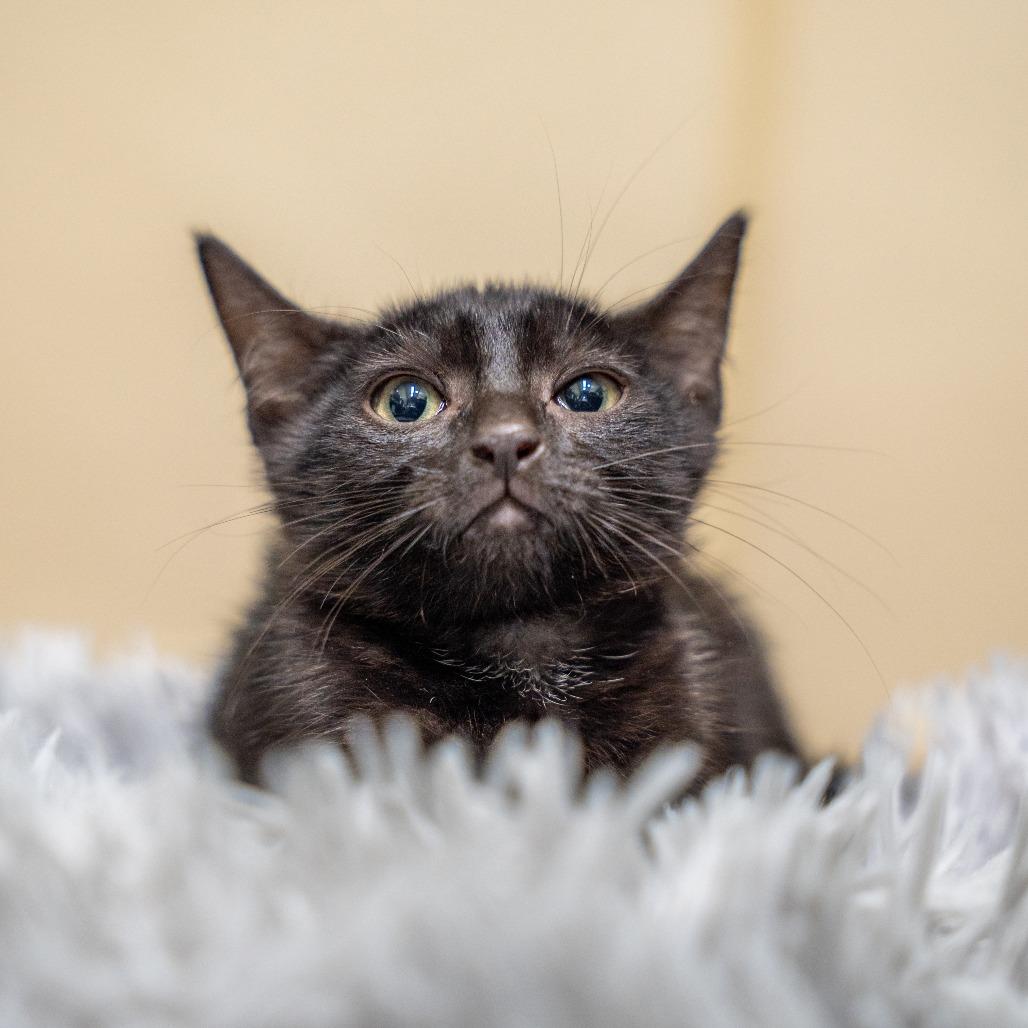 Stan, Adoptable, Kitten Male Domestic Short Hair.