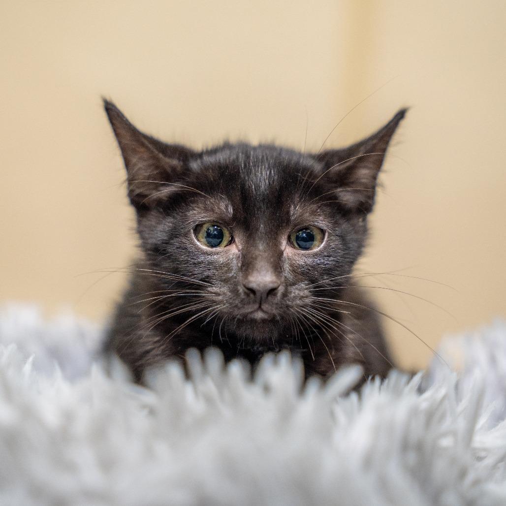 Stan, a Adoptable Domestic Short Hair in Gainesville, GA image 2/3