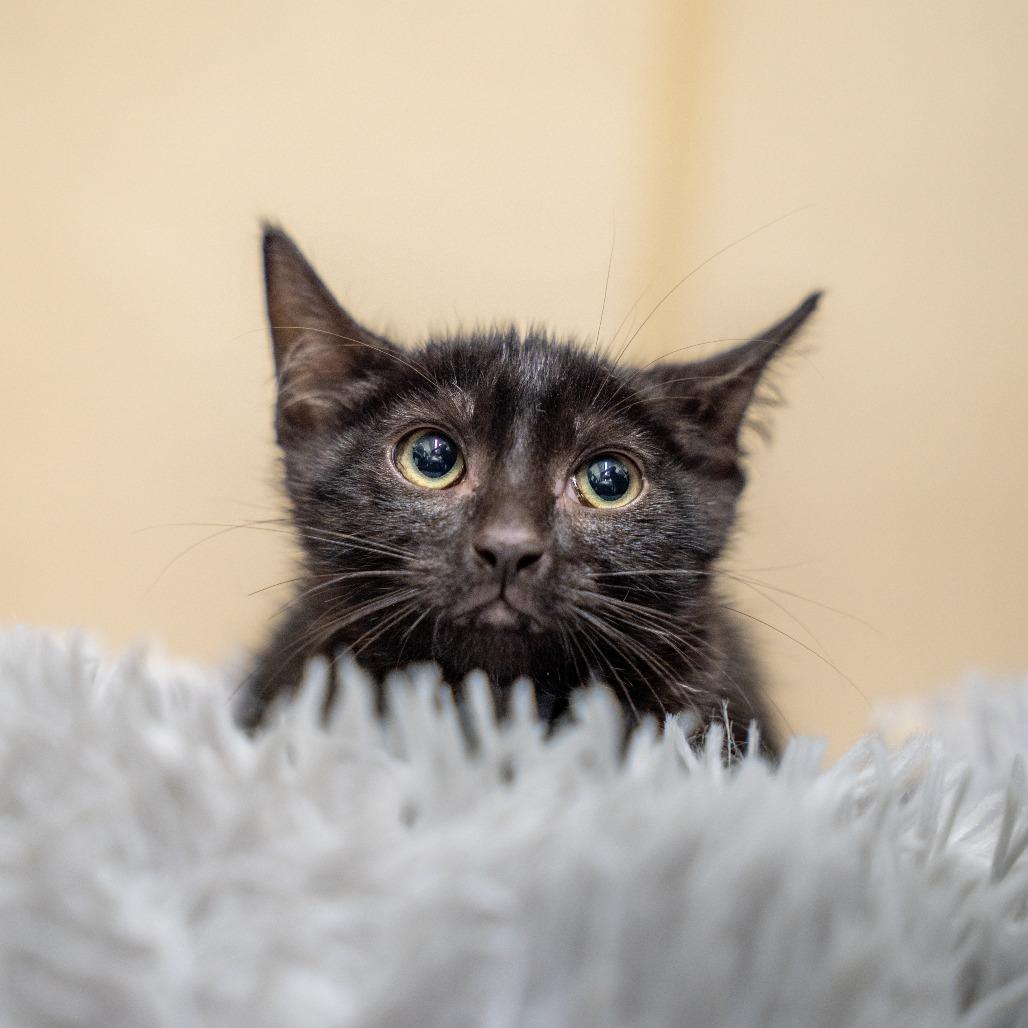 Stan, a Adoptable Domestic Short Hair in Gainesville, GA image 3/3