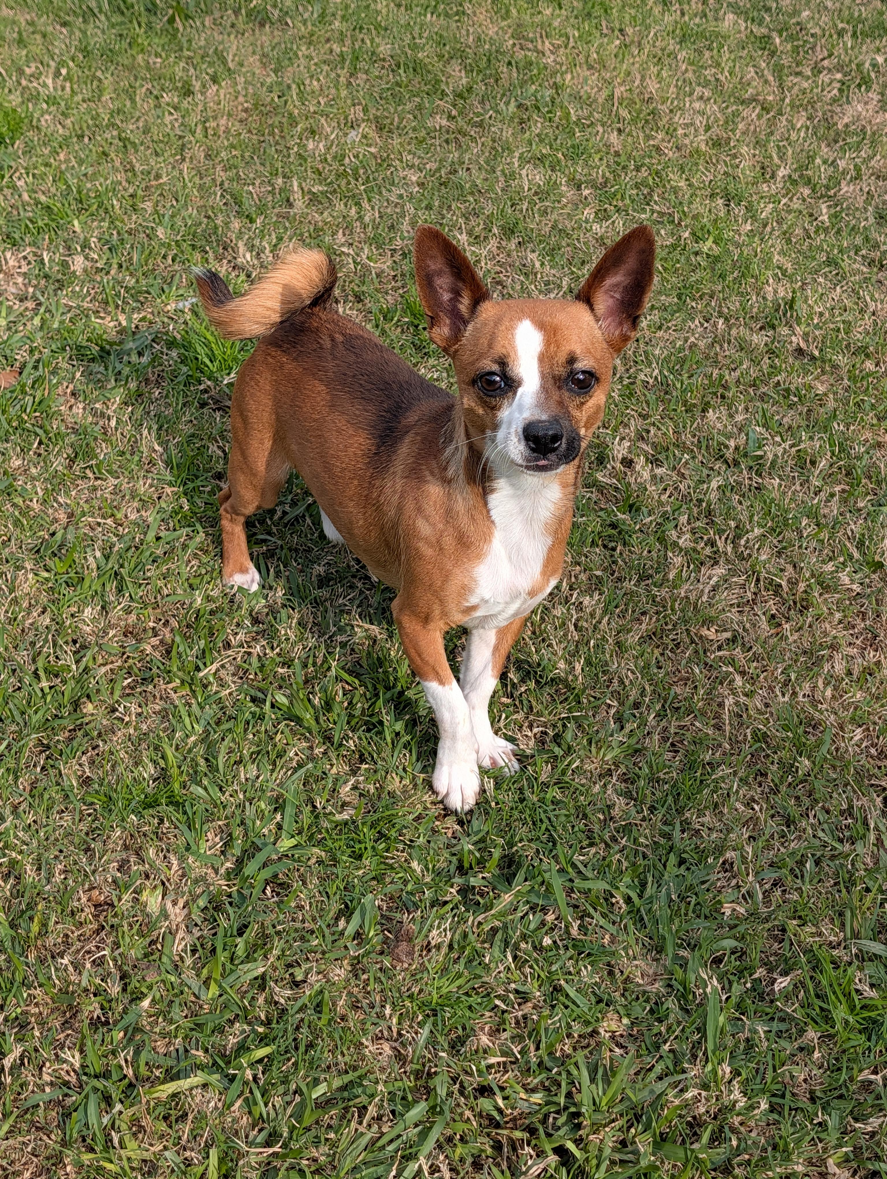 Emerson, ADOPTABLE, Young Male Chihuahua & Boston Terrier.