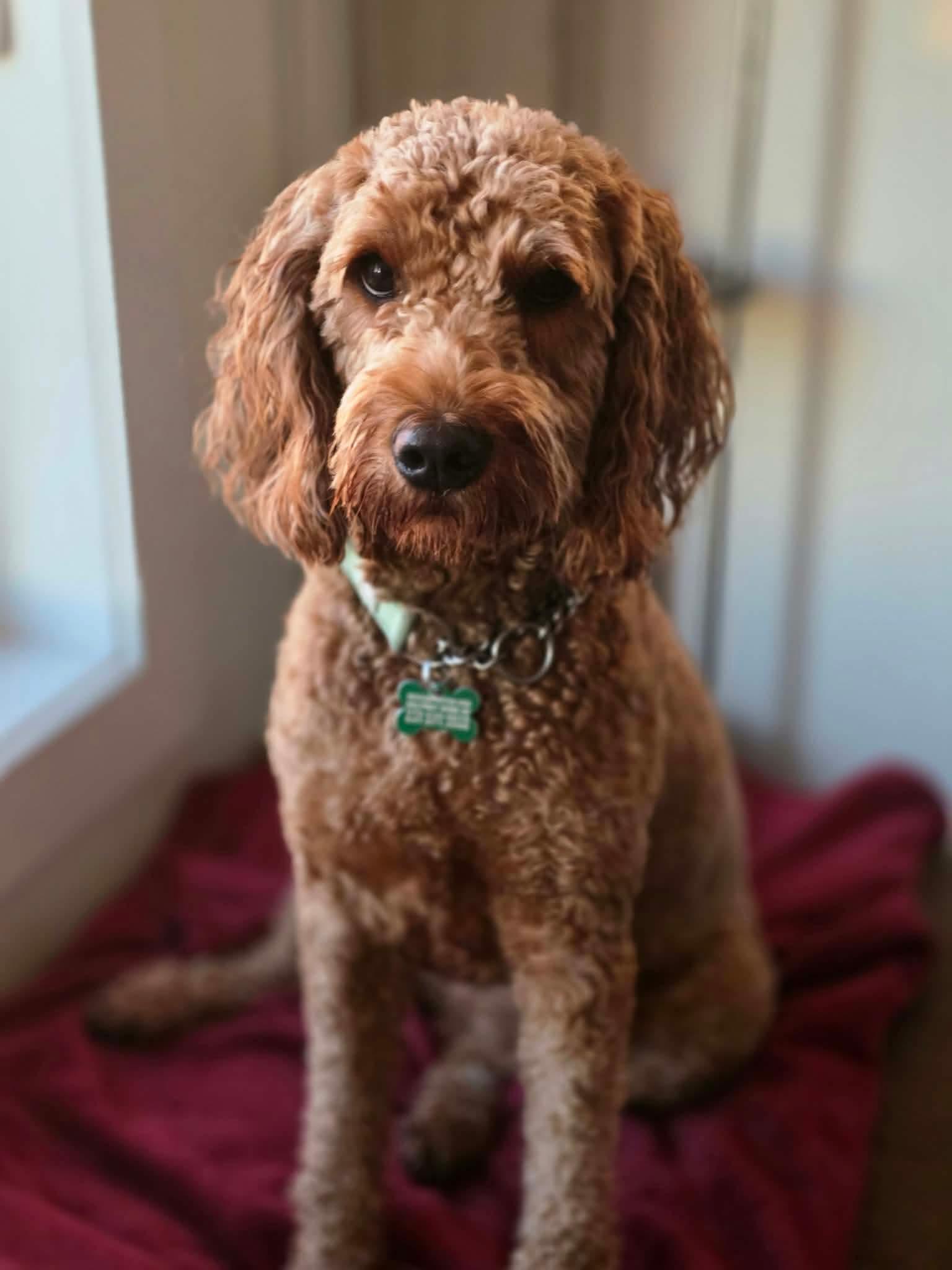 Molly, Adoptable, Adult Female Goldendoodle.