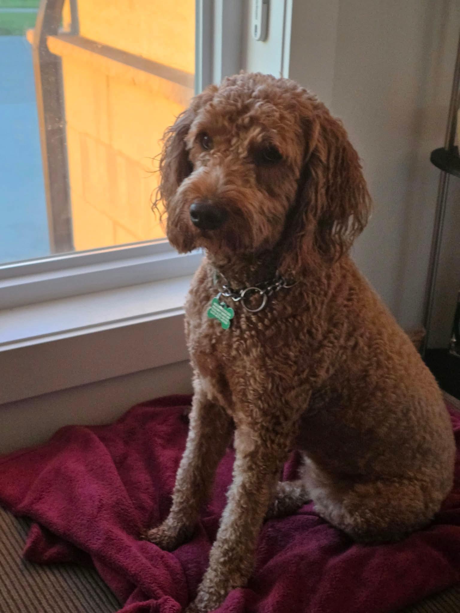 Enlarge Molly, a Adoptable mixed breed in St Thomas, ON image 6/6