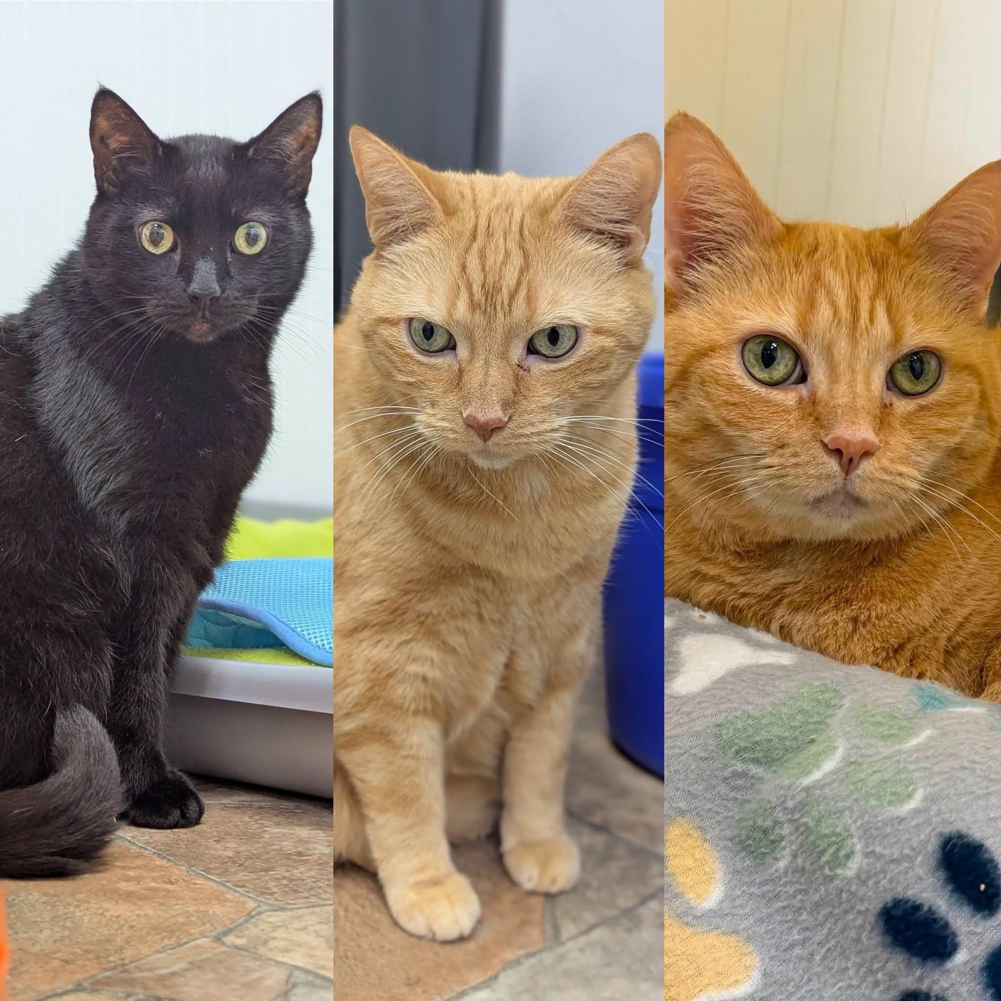 Enlarge Snuggles, Cuddles, & Reid, a Adoptable Domestic Short Hair in McDonald, PA image 5/6