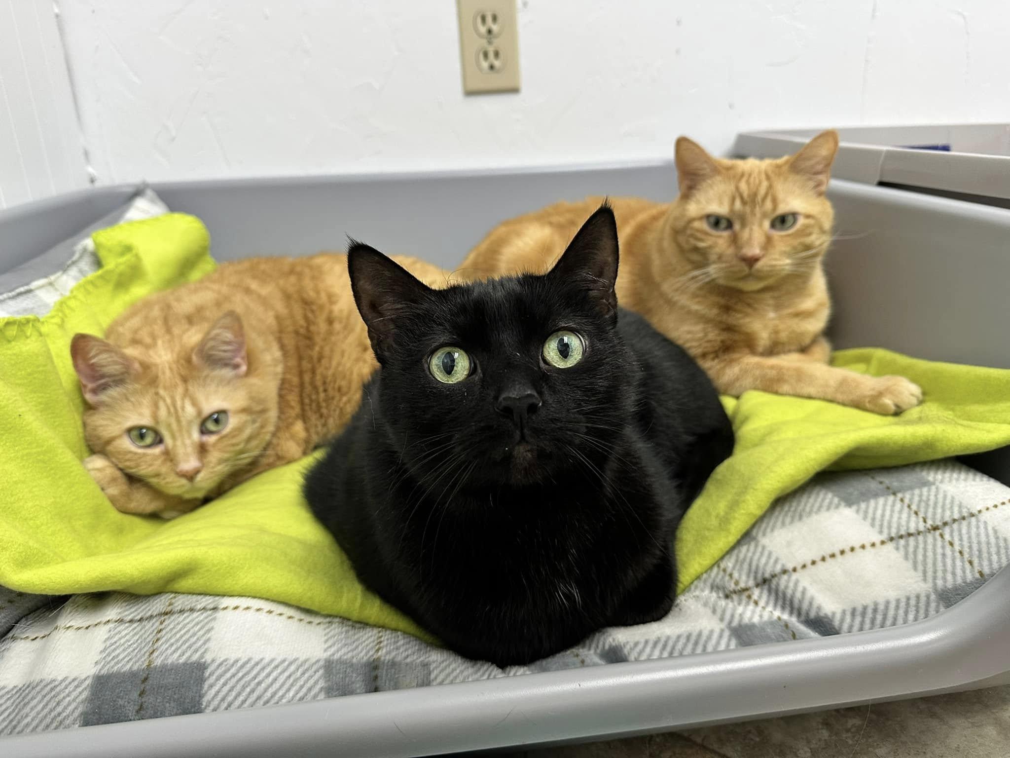 Snuggles, Cuddles, & Reid, Adoptable, Senior Male Domestic Short Hair.