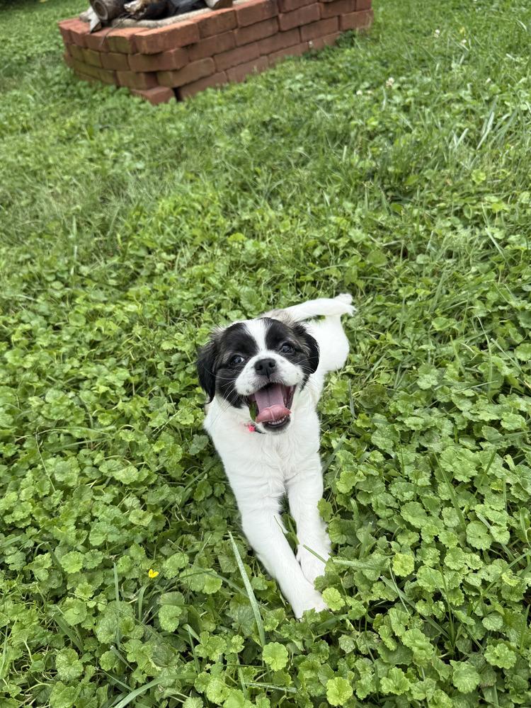 Queen, Adoptable, Puppy Female Pug & Beagle.