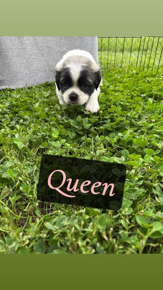 Queen, Adoptable, Puppy Female Pug & Beagle.