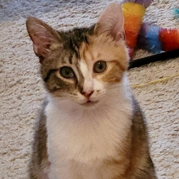 Enlarge Leia, an adopted American Shorthair in Saint Augustine, FL image 1/1