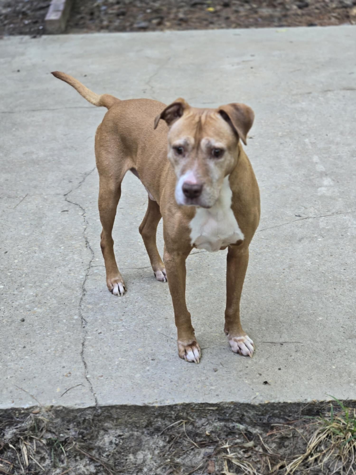 Enlarge Augustus, a Adoptable mixed breed in Valdosta, GA image 1/4