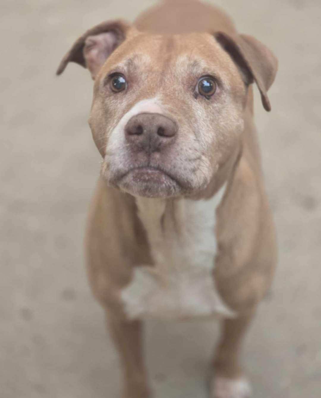 Enlarge Augustus, a Adoptable mixed breed in Valdosta, GA image 2/4