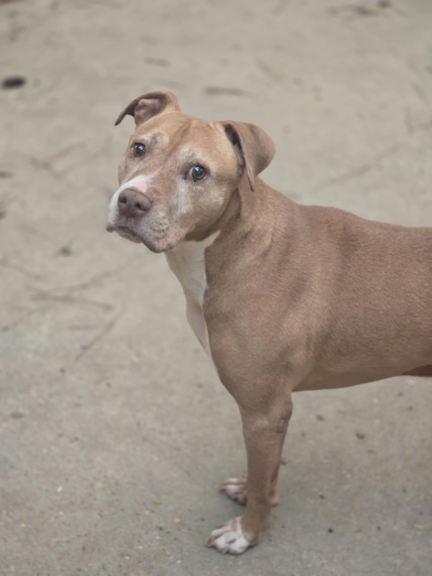 Enlarge Augustus, a Adoptable mixed breed in Valdosta, GA image 3/4